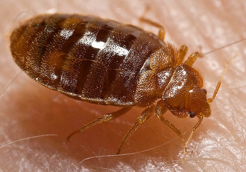 pest control service for bed bugs