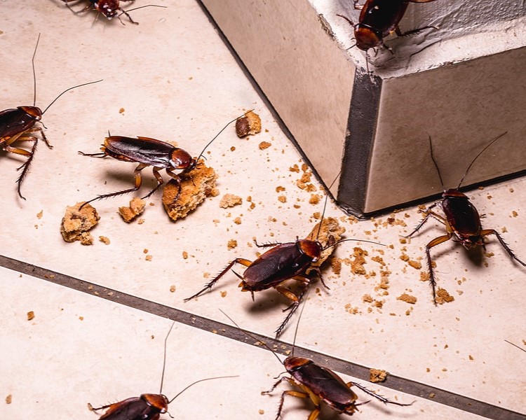 Cockroaches Control