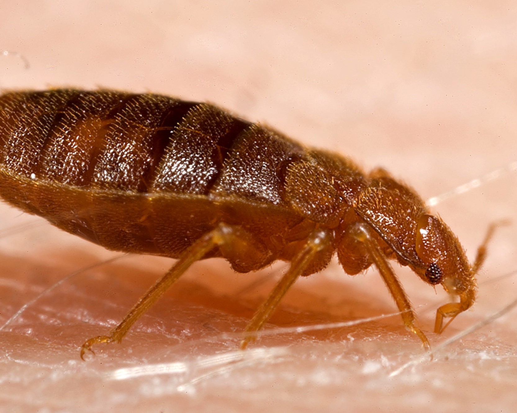 Bed bug control
