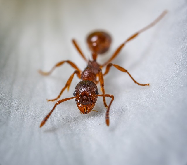 Red Ants Control